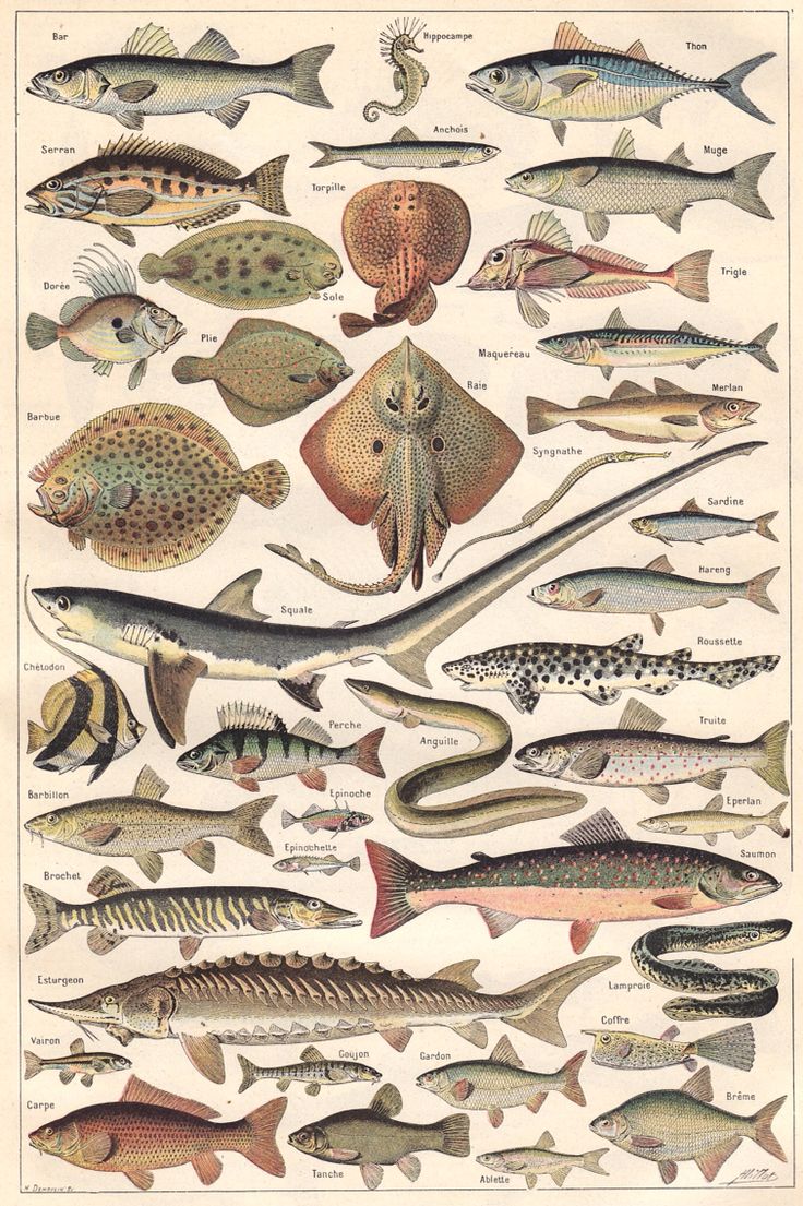 Vintage Fishes Poster - Poissons by Le Larousse