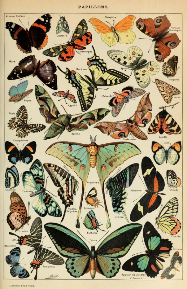 Vintage Butterflies Poster - Papillons by Le Larousse