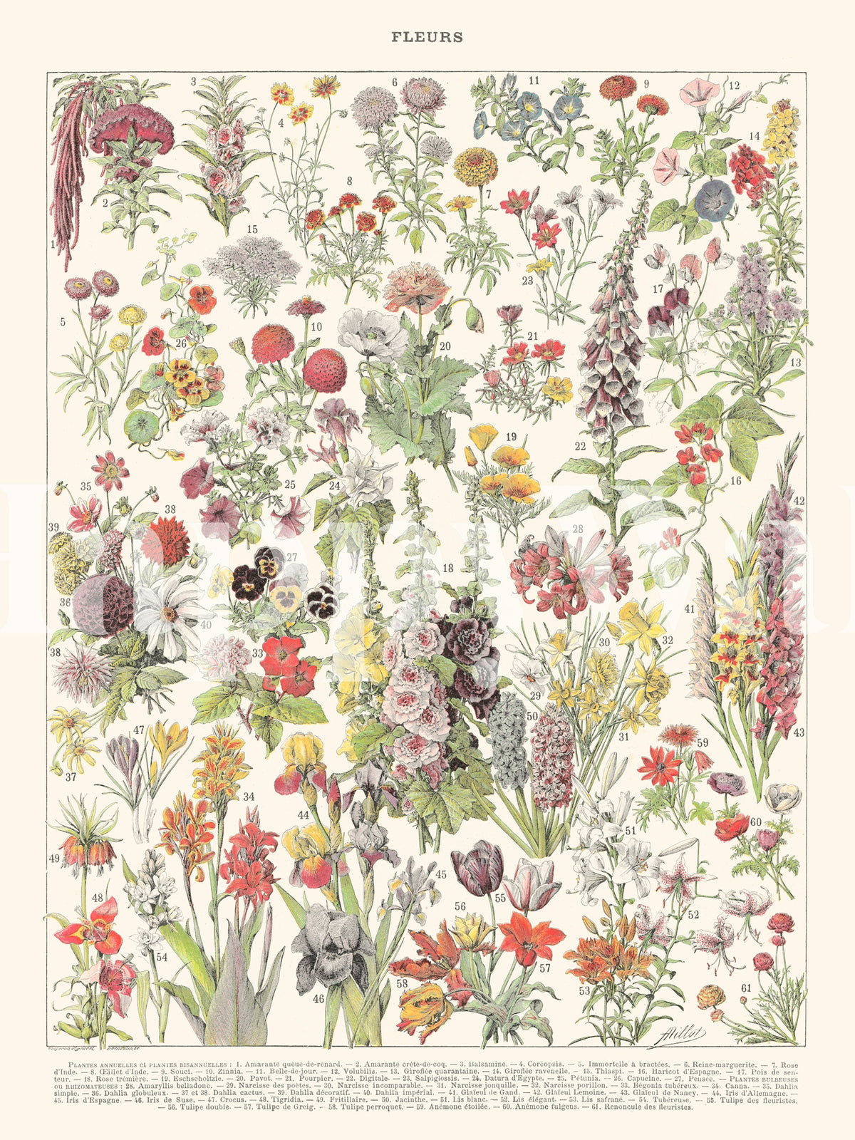 Vintage Flowers Poster - Fleurs by Le Larousse