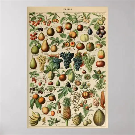 Vintage Fruits Poster - Fruits by Le Larousse