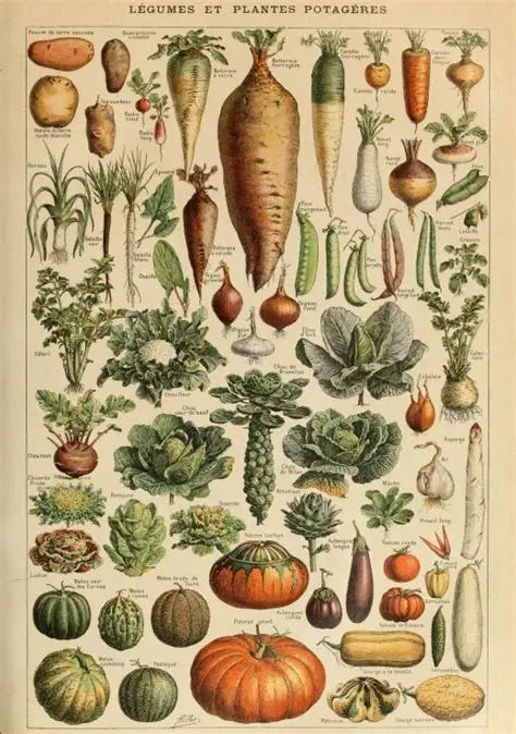 Vintage Legumes Poster - Legumes et Plantes Potageres by Le Larousse
