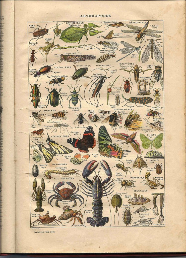 Vintage Arthropods Poster - Arthropodes by Le Larousse