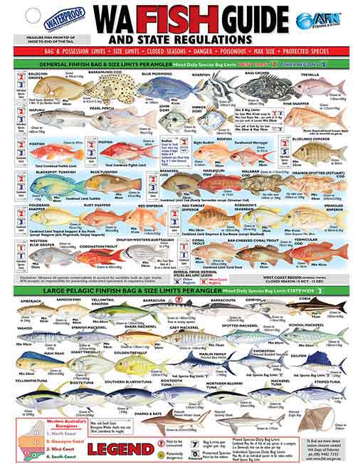 AFN WA FISH ID CARD - VINYL