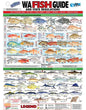 AFN WA FISH ID CARD - VINYL