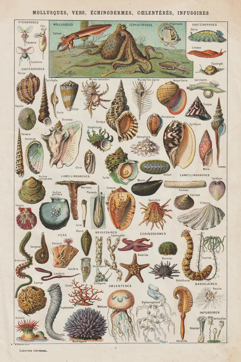 Vintage Shells Poster - Mollusques, Vers, Echinodermes, Coelenteres, Infusoires by Le Larousse
