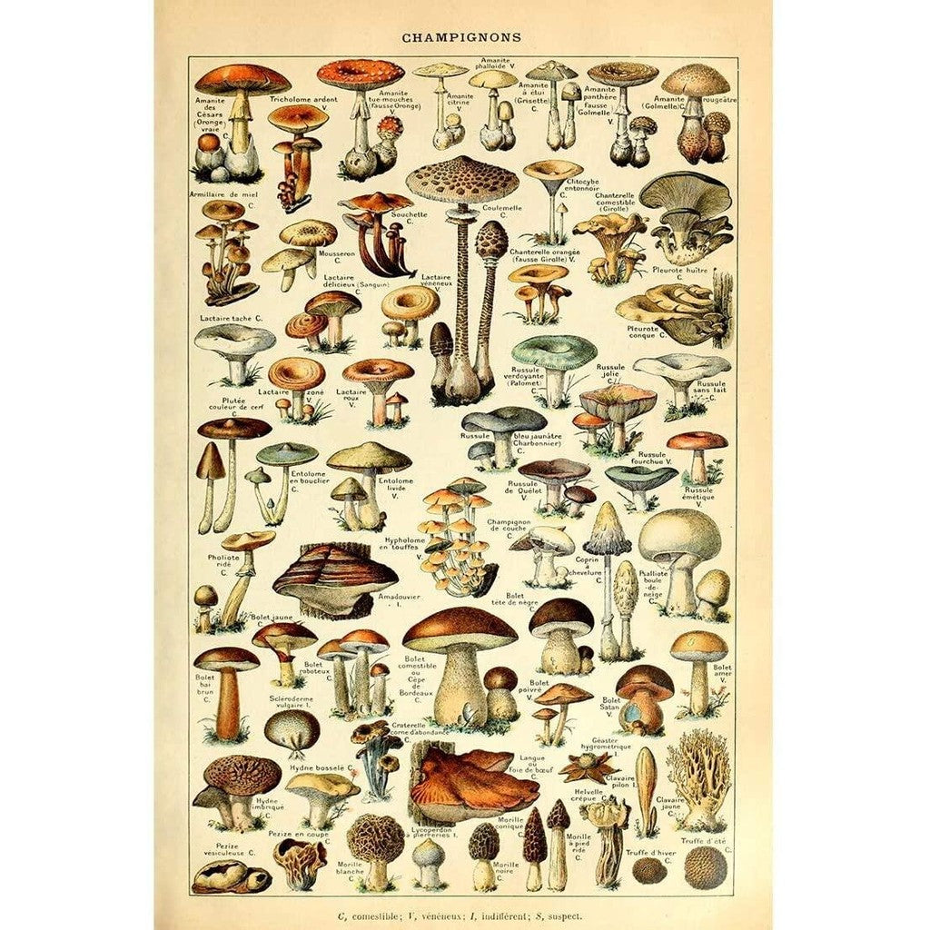 Vintage Mushrooms Poster - Champignons by Le Larousse