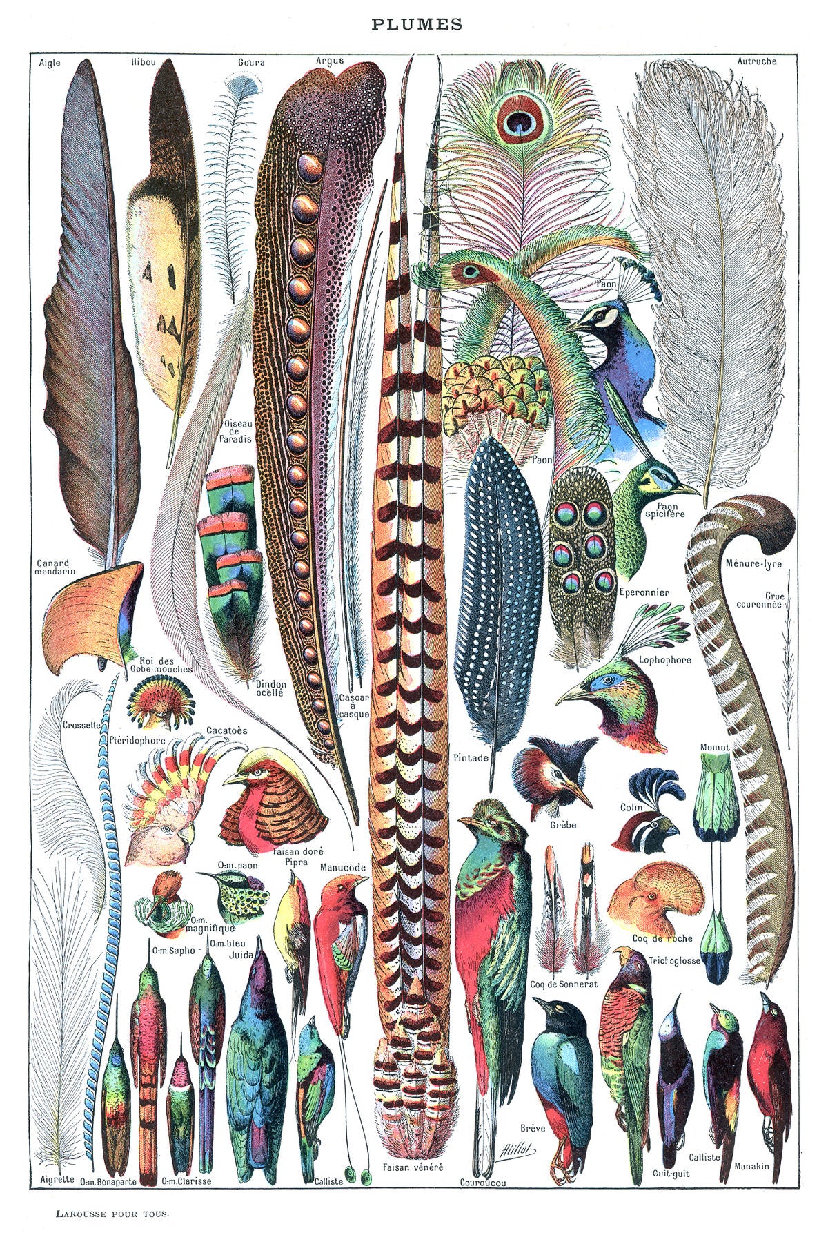 Vintage Feathers Poster - Plumes by Le Larousse